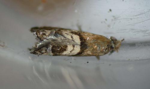 Cydia interscindana